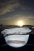 Lemon shark, Negaprion brevirostris, Northern Bahamas, Atlantic Ocean.