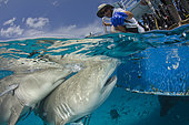 Lemon Shark, Negaprion brevirostris, Tiger Beach, Grand Bahama Bank, Caribbean Sea, Atlantic Ocean.