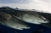 Lemon Shark, Negaprion brevirostris, Tiger Beach, Grand Bahama Bank, Caribbean Sea, Atlantic Ocean.