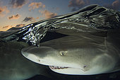 Lemon Shark, Negaprion brevirostris, Bahamas, Caribbean Sea.