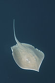 Pastenague long nez (Hypanus guttatus), Livingston, Golfe du Guatemala, mer des Caraïbes.