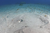 Pastenague queue longue (Hypanus longus) dans le sable, Île de Socorro, Mexique, Pacifique Est.