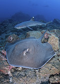 Longtail Stingray - Hypanus longus - with whitetip reef sharks - Triaenodon obesus. This ray was previously Dasyatis longa. Socorro Island, Mexico, Eastern Pacific.
