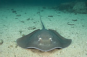 Longtail Stingray, dasyatis longus, Isla Iguana, Panama, Eastern Pacific Ocean.