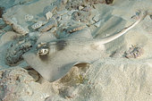 Masked stingaree, Trygonoptera personata, Rottnest Island, Western Australia, Indian Ocean.