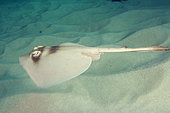 Masked stingaree, Trygonoptera personata, Rottnest Island, Western Australia, Indian Ocean.