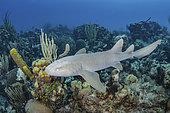 Nurse Shark, Ginglymostoma cirratum. Aka common nurse shark, Chinchorro Atoll, Mexico, Caribbean Sea.