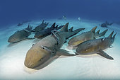 Nurse Shark, Ginglymostoma cirratum. Aka common nurse shark, South Bimini Island, Bahamas, Caribbean Sea.