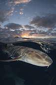 Nurse Shark, Ginglymostoma cirratum. Aka common nurse shark. Over under split shot at sunset near South Bimini Island, Bahamas, Caribbean Sea.
