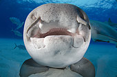 Nurse Shark, Ginglymostoma cirratum, Fish Tales, Grand Bahama Bank, Bahamas, Caribbean Sea.