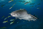 Nurse Shark, Ginglymostoma cirratum, Fish Tales, Grand Bahama Bank, Bahamas, Caribbean Sea.