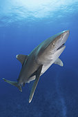 Oceanic Whitetip Shark, Carcharhinus longimanis. A circumtropical ocean wanderer. Cat Island, Bahamas.
