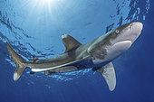 Oceanic Whitetip Shark, Carcharhinus longimanis. A circumtropical ocean wanderer. Cat Island, Bahamas.