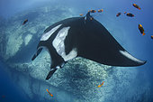 Oceanic Manta Ray, Manta birsotris at the Boiler, San Benedicto Island, Socorro, Revillagigedo Archipelago, Eastern Pacific Ocean