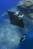 Oceanic Manta Ray, Manta birostris at the Boiler, San Benedicto Island, Socorro, Revillagigedo Archipelago, Eastern Pacific Ocean