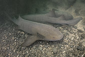 Pacific Nurse Shark, Ginglymostoma unami. A newly described species that was previously considered to be a variant of the Atlantic nurse shark Ginglymostoma cirratum. Playa del Coco, Costa Rica, Eastern Pacific Ocean.
