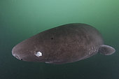 Pacific Sleeper Shark, Somniosus pacificus. A close relative of the Greenland Shark. Prince William Sound, Alaska, North Pacific.