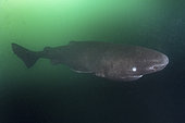 Pacific Sleeper Shark, Somniosus pacificus. A close relative of the Greenland Shark. Prince William Sound, Alaska, North Pacific.