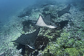 Pacific Eagle Ray, Aetobatus laticeps. A recently described species from the Eastern Pacific. Previously thought to be synonymous with Aetobatus narinari. Malpelo Island, Colombia.