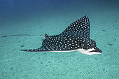 Pacific Eagle Ray, Aetobatus laticeps. A recently described species from the Eastern Pacific. Previously thought to be synonymous with Aetobatus narinari. Malpelo Island, Colombia.