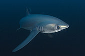 Pelagic Thresher Shark, Alopias pelagicus, Monad Shoal, Malapascua, Cebu, Philippines, Visayan Sea.