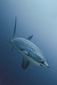 Pelagic Thresher Shark, Alopias pelagicus, Monad Shoal, Malapascua, Cebu, Philippines, Visayan Sea.