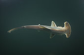 Scoophead Shark, Sphyrna media, a small species of hammerhead shark confined to the coastal waters of Central America. Released Specimen. Isla Chepillo, Rio Bayano, Panama.