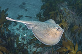 Sepia Stingray, Urolophus aurantiacus. Aka Oriental stingray or stingaree. The only Urolophid ray from the northern hemisphere. Present in parts of Japan, Korea and Taiwan.