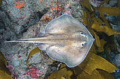Sepia Stingray, Urolophus aurantiacus. Aka Oriental stingray or stingaree. The only Urolophid ray from the northern hemisphere. Present in parts of Japan, Korea and Taiwan.
