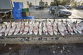 Shark carcasses ready for auction at Deira fish market in Dubai, UAE. Mostly blacktip sharks (Carcharhinus limbatus) and spottail sharks (Carcharhinus sorrah).