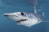 Shortfin Mako Shark, Isurus oxyrinchus. Aka blue pointer. Considered the fastest shark in the sea. Cabo San Lucas, Baja, Mexico, Eastern Pacific.