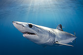 Shortfin Mako Shark, Isurus oxyrhynchus, Long Beach, Southern California, Eastern Pacific.