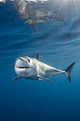 Shortfin Mako Shark, Isurus oxyrhynchus, Long Beach, Southern California, Eastern Pacific.