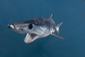 Shortfin Mako Shark, Isurus oxyrinchus, San Diego, California, USA, Eastern Pacific.