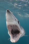 Shortfin Mako Shark, Isurus oxyrinchus, San Diego, California, USA, Eastern Pacific.