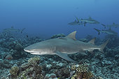 Sicklefin Lemon Shark, Negaprion acutidens. Aka sharptooth lemon shark or Indo-Pacific Lemon Shark. White Valley, Tahiti, Society Islands, French Polynesia.