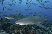 Sicklefin Lemon Shark, Negaprion acutidens. Aka sharptooth lemon shark or Indo-Pacific Lemon Shark. White Valley, Tahiti, Society Islands, French Polynesia.