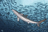 Silky Shark, Carcharhinus falciformis. A requiem shark associated with offshore reefs and blue water. Circumtropical. Socorro Island, Mexico, Eastern Pacific.