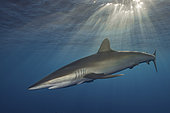 Silky Shark - Carcharhinus falciformis - at sunset. A requiem shark associated with offshore reefs and blue water. Circumtropical. Socorro Island, Mexico, Eastern Pacific.