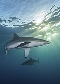 Silky Shark - Carcharhinus falciformis - at sunset. A requiem shark associated with offshore reefs and blue water. Circumtropical. Socorro Island, Mexico, Eastern Pacific.