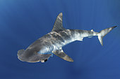 Smooth Hammerhead Shark, Sphyrna zygaena. Cabo San Lucas, Baja, Mexico, Eastern Pacific.