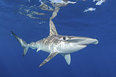 Smooth Hammerhead Shark, Sphyrna zygaena. Cabo San Lucas, Baja, Mexico, Eastern Pacific.