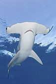 Smooth Hammerhead Shark, Sphyrna zygaena. Cabo San Lucas, Baja, Mexico, Eastern Pacific.