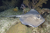 Southern Stingray, Hypanus americanus. A member of the dasyatidae family. Tiger Beach, Little Bahama Bank, Caribbean Sea.