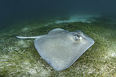 Southern Stingray, Hypanus americanus. A member of the dasyatidae family. Tiger Beach, Little Bahama Bank, Caribbean Sea.