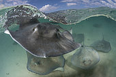 Pastenague américaine (Hypanus americanus) sous la surface, Gun Cay, Honeymoon Harbour, Bimini, Bahamas, mer des Caraïbes.