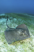 Southern Stingray, Hypanus americanus. A member of the dasyatidae family. Stingray City, Grand Cayman, Caribbean Sea.