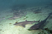 A school of Spiny dogfish (Squalus acanthias) Quadra Island, British Columbia, Pacific Ocean.