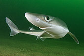 Spiny Dogfish, Squalus acanthias, Rhode Island, New England, USA, North Atlantic.