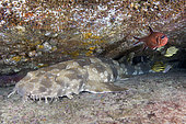 Spotted Wobbegong, Orectolobus maculatus, South West Rocks, New South Wales, Australia.